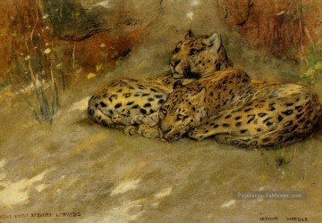  léopard - Étude des Léopards d’Afrique de l’Est Arthur Wardle
